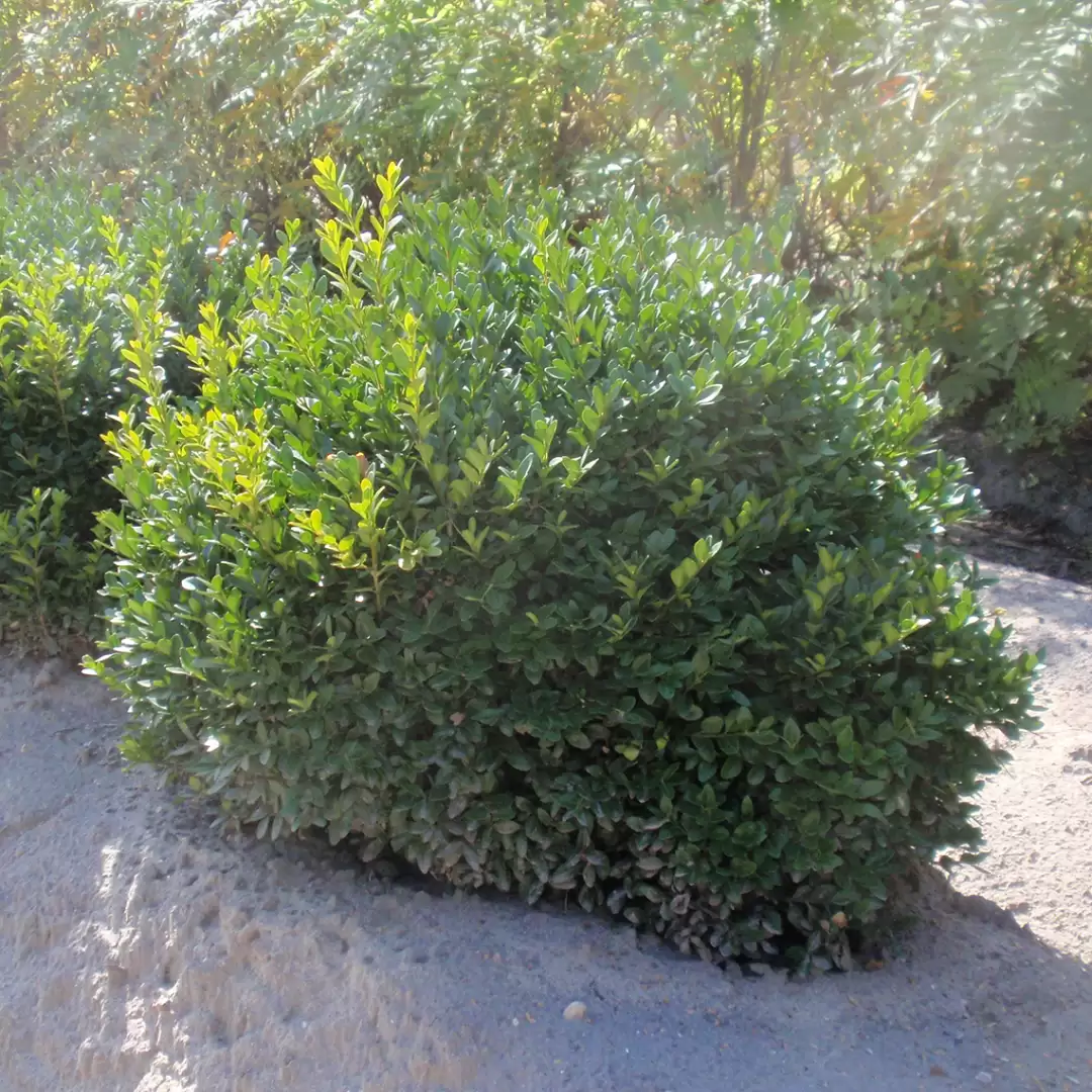 Buxus Green Velvet with dark glossy green foliage in nursery field